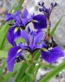 Larrivée, Marie-Pier